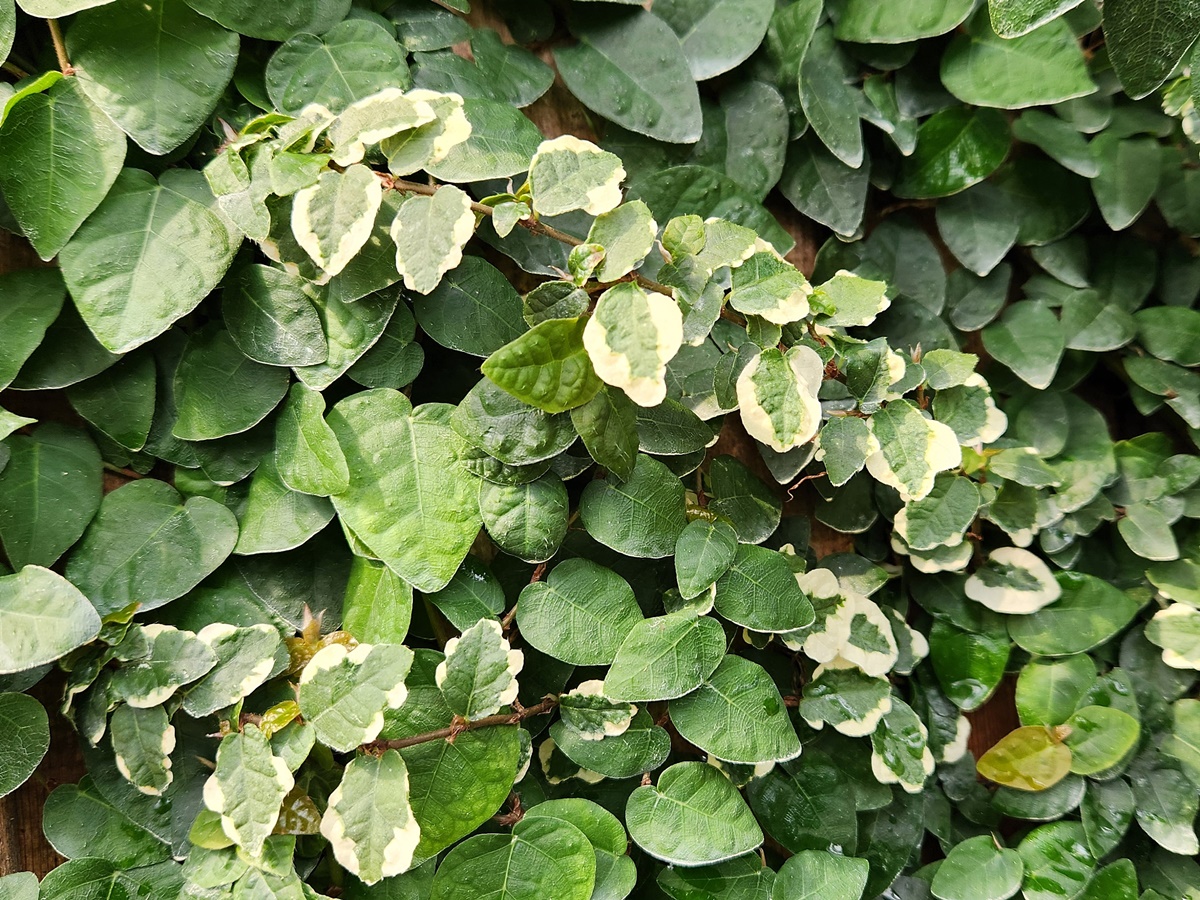 무늬모람(무늬푸미라)