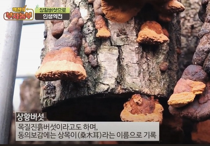 3년산-상황버섯-