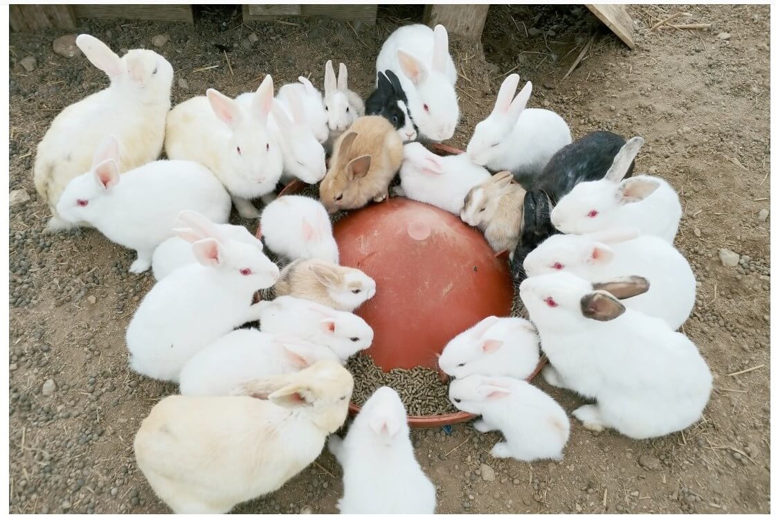 율봄식물원-토마토시즌