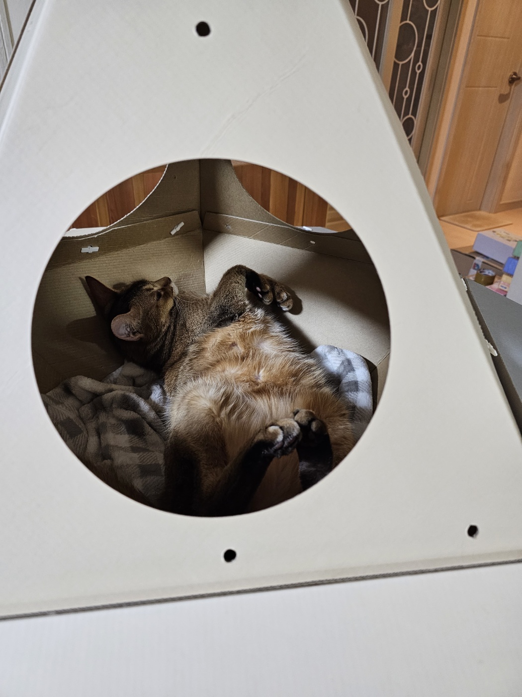 딸만 편애하는듯한 남집사의 사진 결과물.. (feat. 딸 루디와 아들 막둥이)