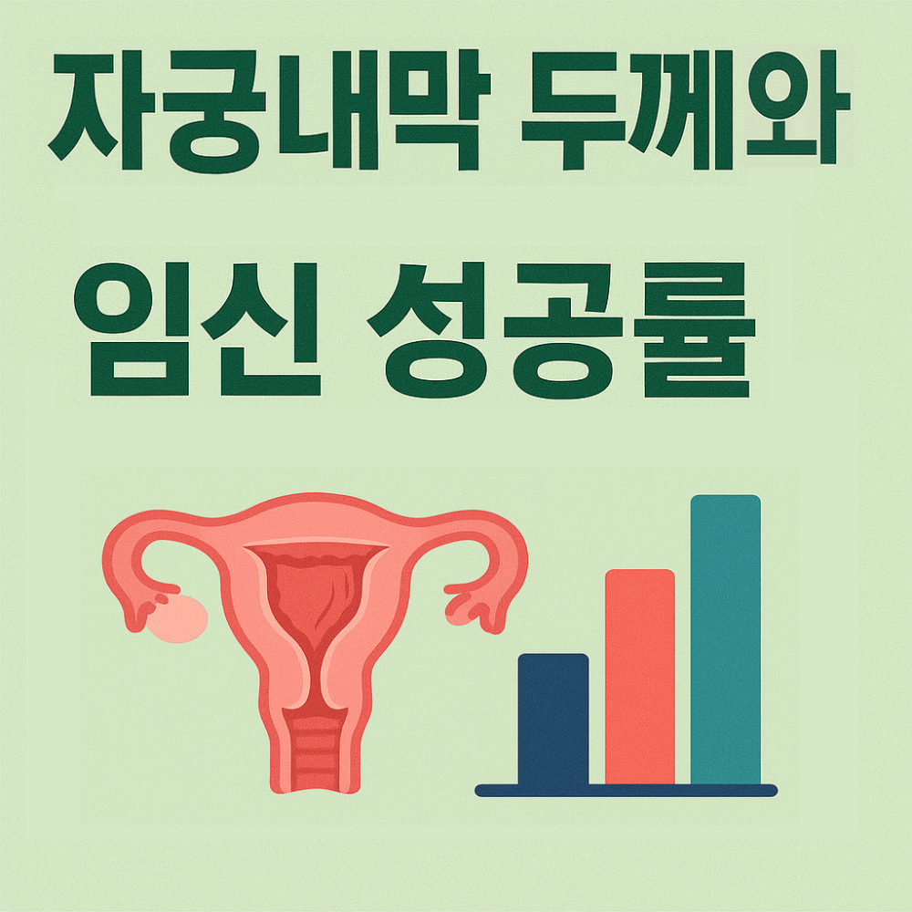자궁내막 두께와 임신 성공률 이미지