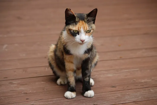 세스코 가정집 가격 방역비용 알아보기_3