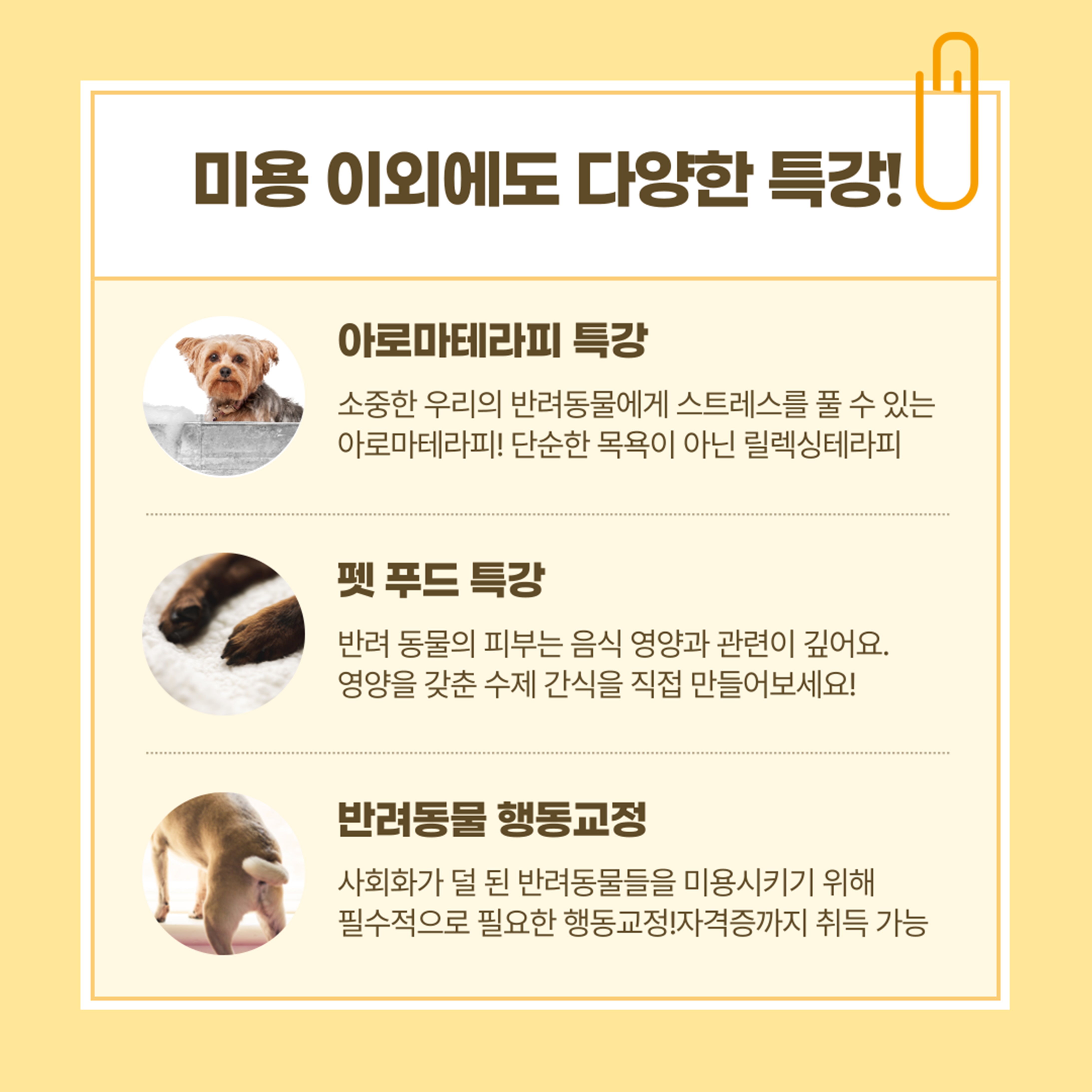동성로애견미용자격증