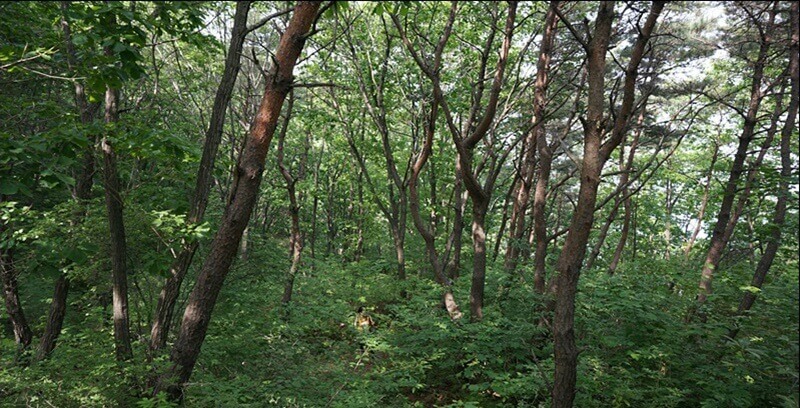 산속 꿈해몽 13가지 영몽 총정리 첫번째