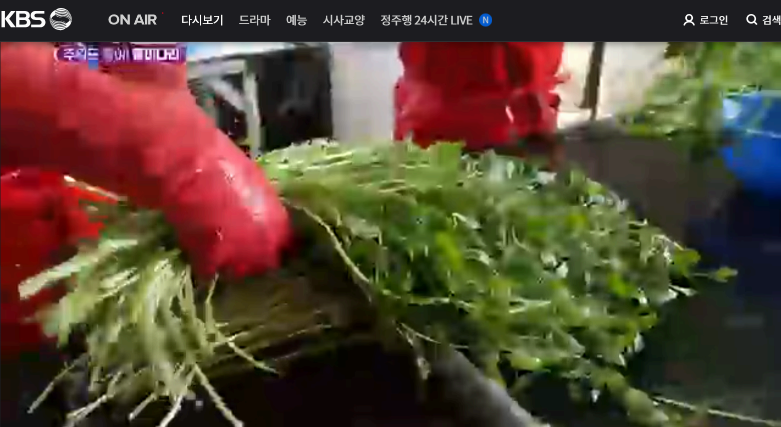 12월 24일 방송된 [ 돌미나리 - 전남 나주 ] 관련 정보입니다 