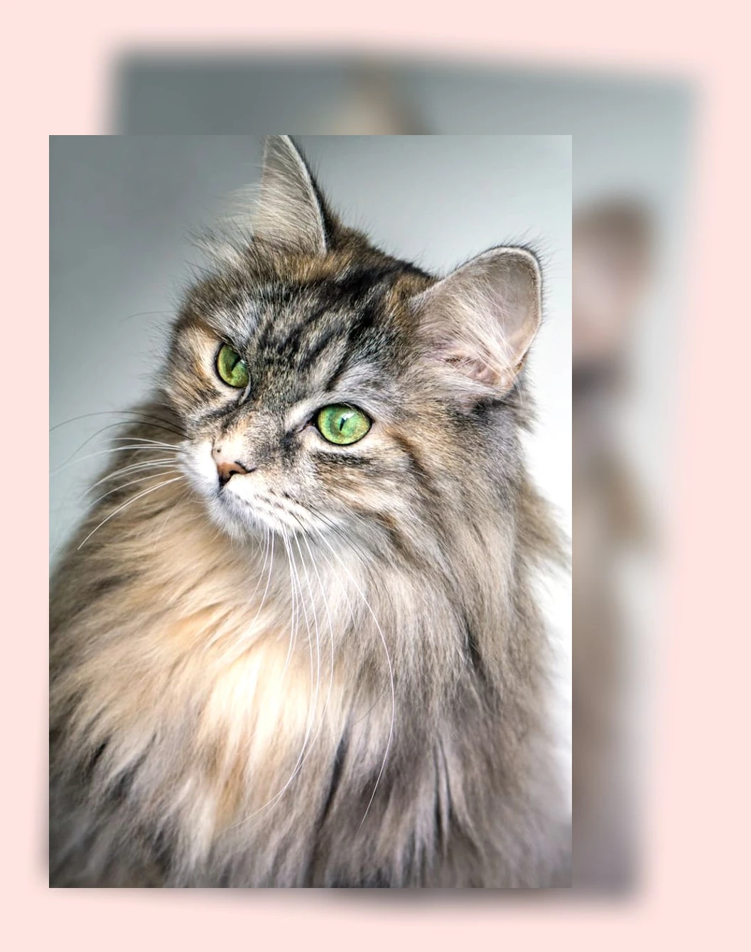 고양이 언어 이해_1_subsection