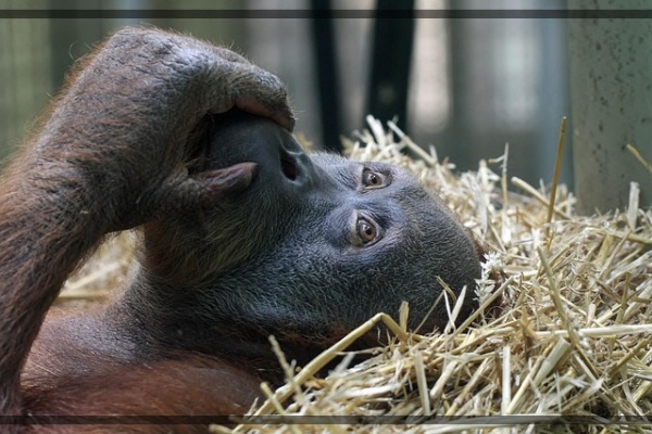 지구가 아파요. 4 오랑우탄, 팜유 개발로 불타는 숲 사라져가는 숲의 지혜