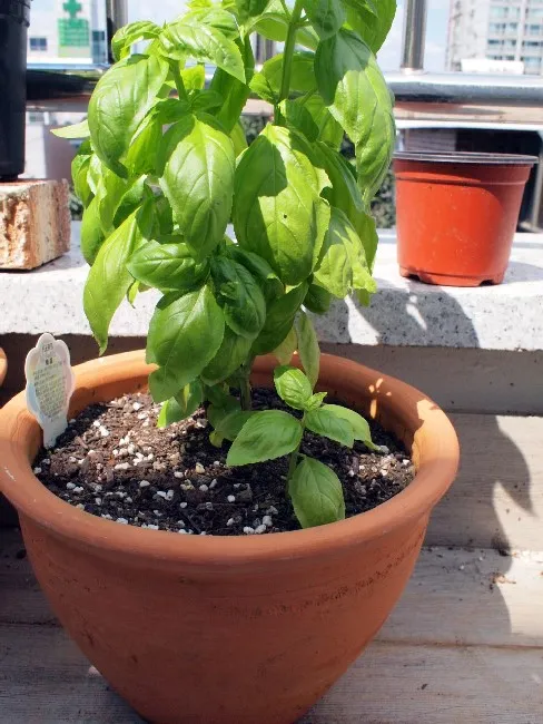 바질 키우기 물주기 수확시기 가지치기 향 유지 실내 허브 가이드_5