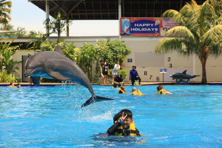 돌고래와 교감할 수 있는 발리 엑조틱 마린 파크