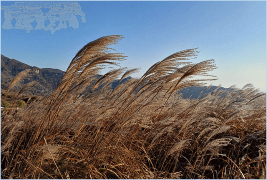 황매산-억새축제