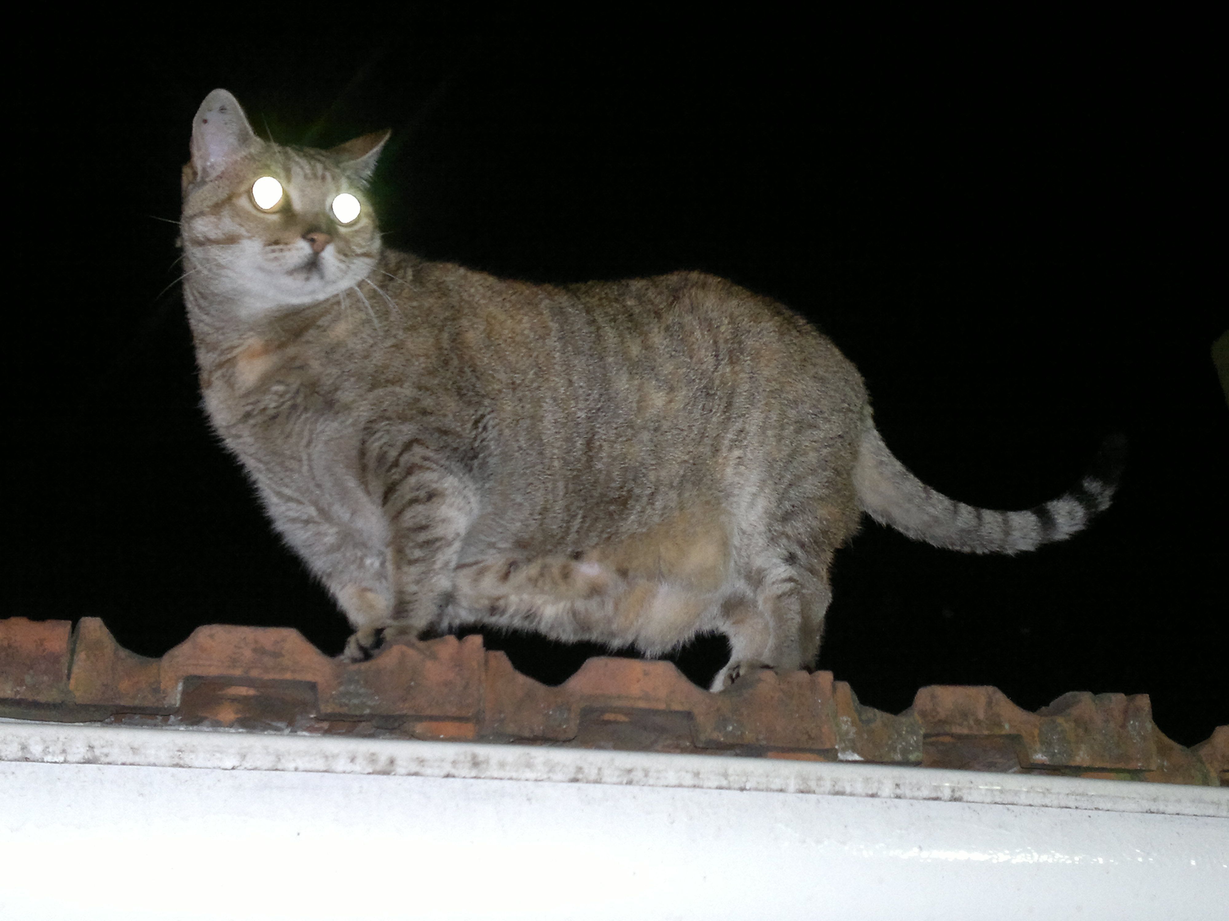 밤에 활동적인 고양이 사진