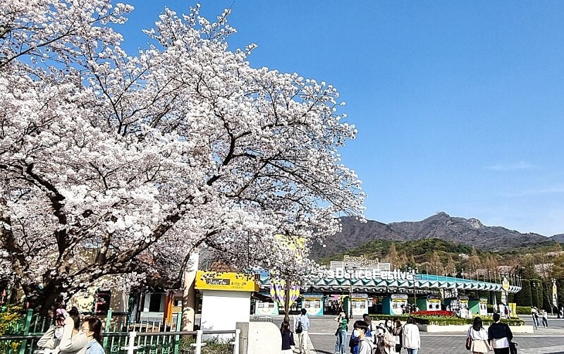 2024년 벚꽃 개화시기/ 지역별 명소