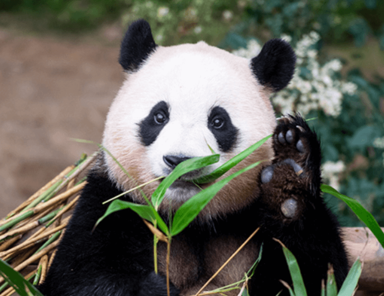 푸바오 중국행 실시간 배웅 유튜브 라이브 보는 방법 강철원 사육사 동행