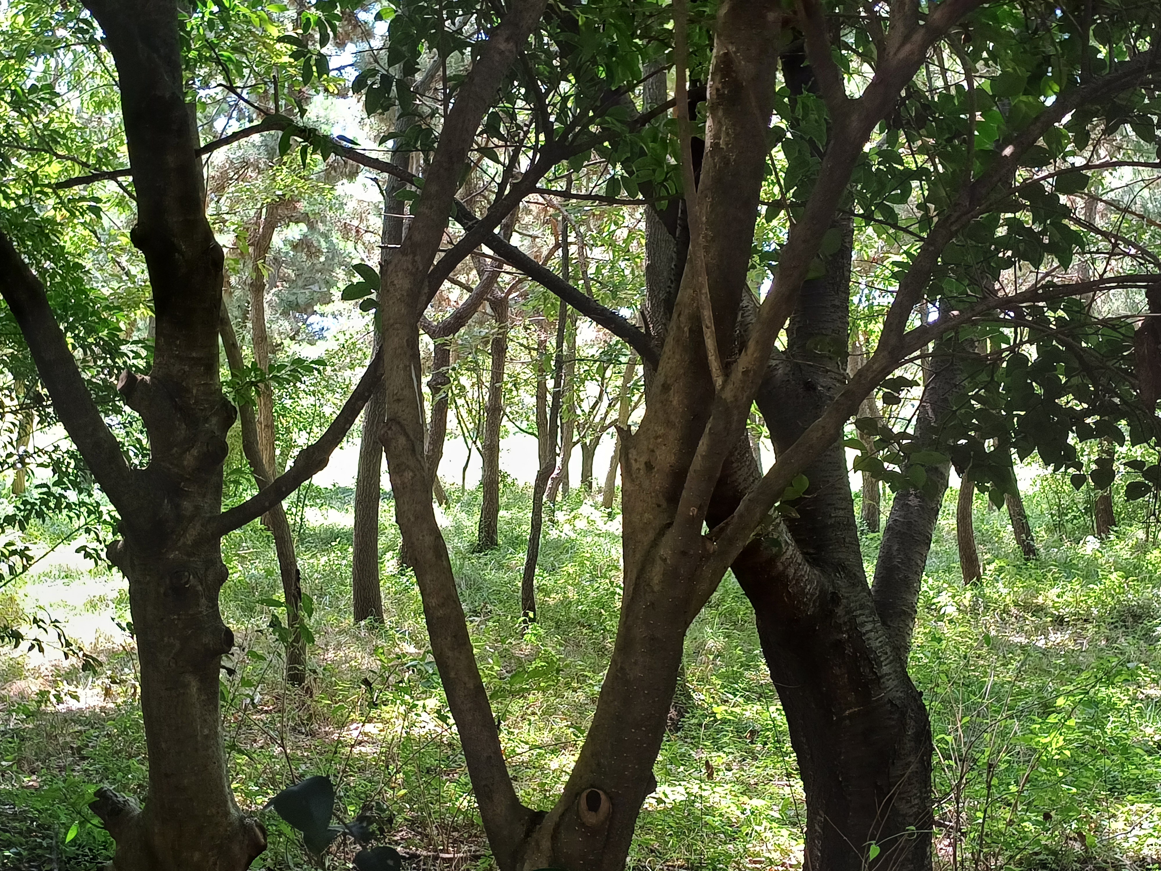 In beautiful forest