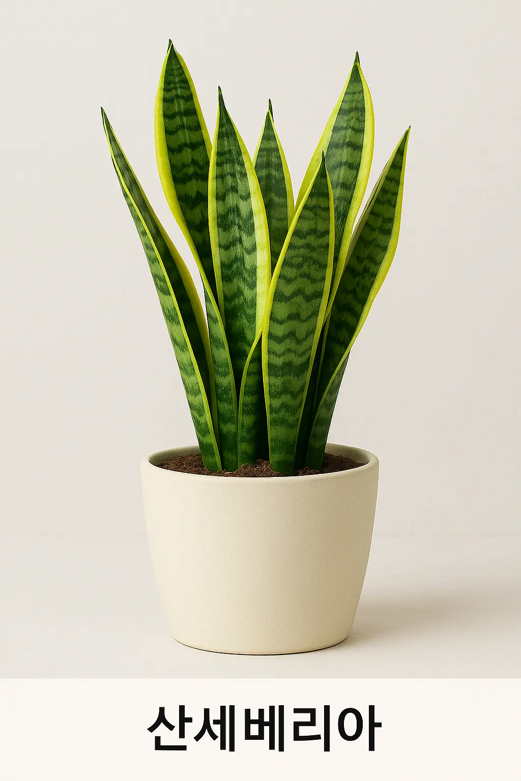 2025 최신 곰팡이 예방에 유리한 추천 실내식물