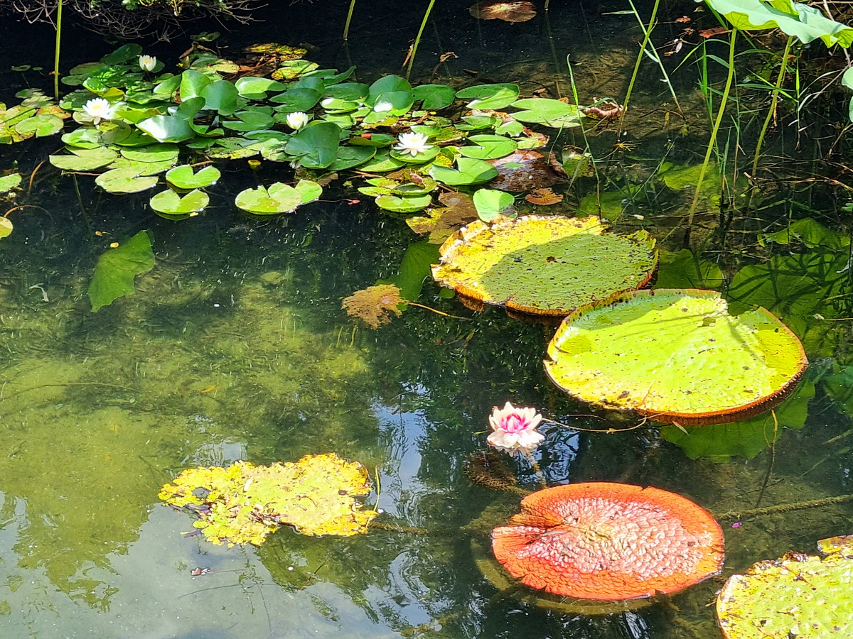 서울 근교 가을꽃 만발한, 경기도 고양시 강매석교공원 창릉천 코스모스축제