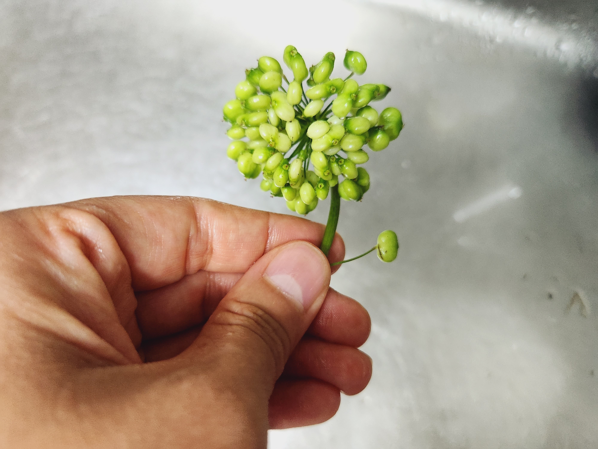 산양삼 먹는방법 효능 장뇌삼 차이는?