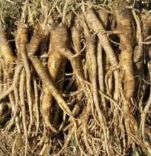 도라지 효능 부작용 고르는법 먹는법 꽃 총정리