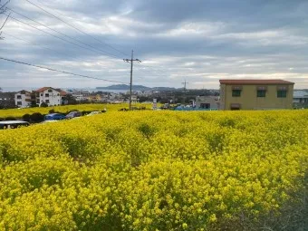 제주 유채꽃 개화 시기 봄 여행 필수 코스_17