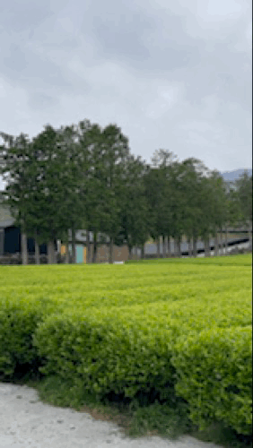 제주-서귀다원-녹차밭-풍경