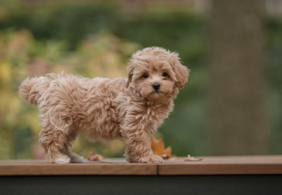 책상 위를 걷는 믹스견.