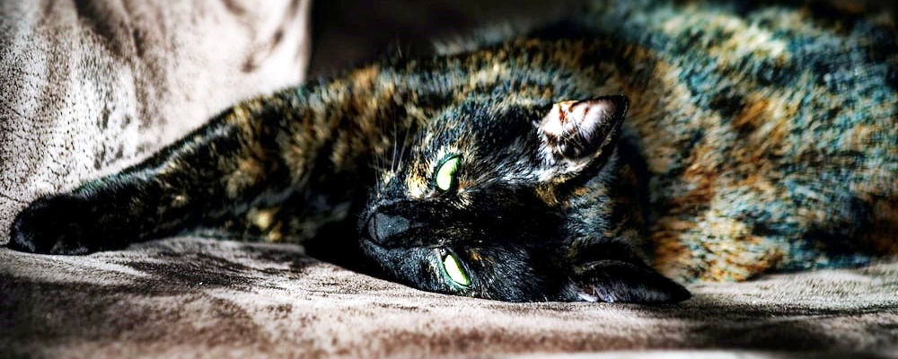 고양이 만지는 법 7