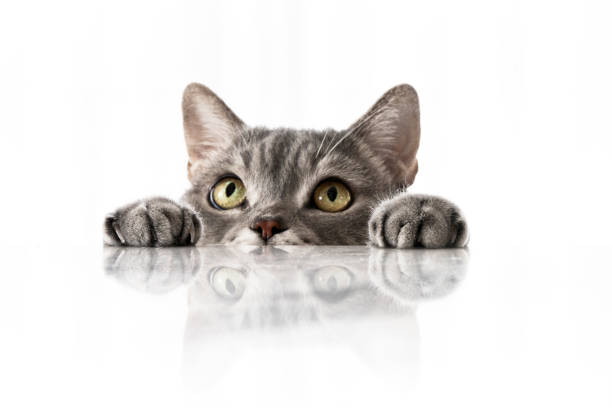 현대인이 사랑하는 반려동물 TOP10, 이유는?