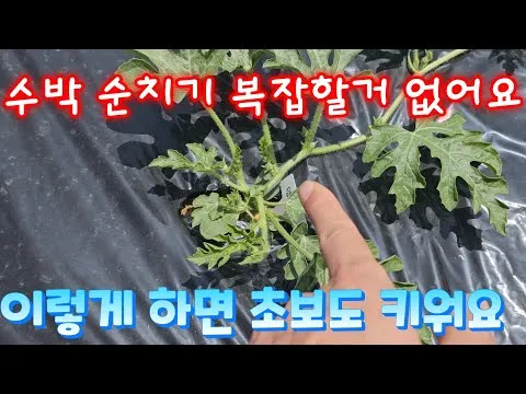 초보 수박 순치기 열매 크게 키우는 방법_6