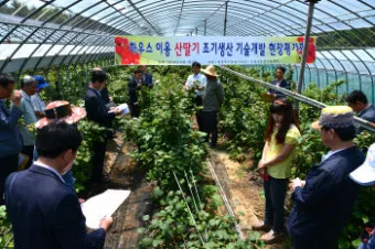 산딸기 재배 번식 방법 포트 묘 심기 잡초 관리_6