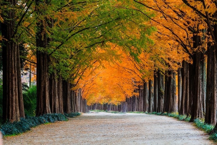 담양 메타세쿼이아 가로수길 볼거리 및 주차장 주변 맛집 관련 사진