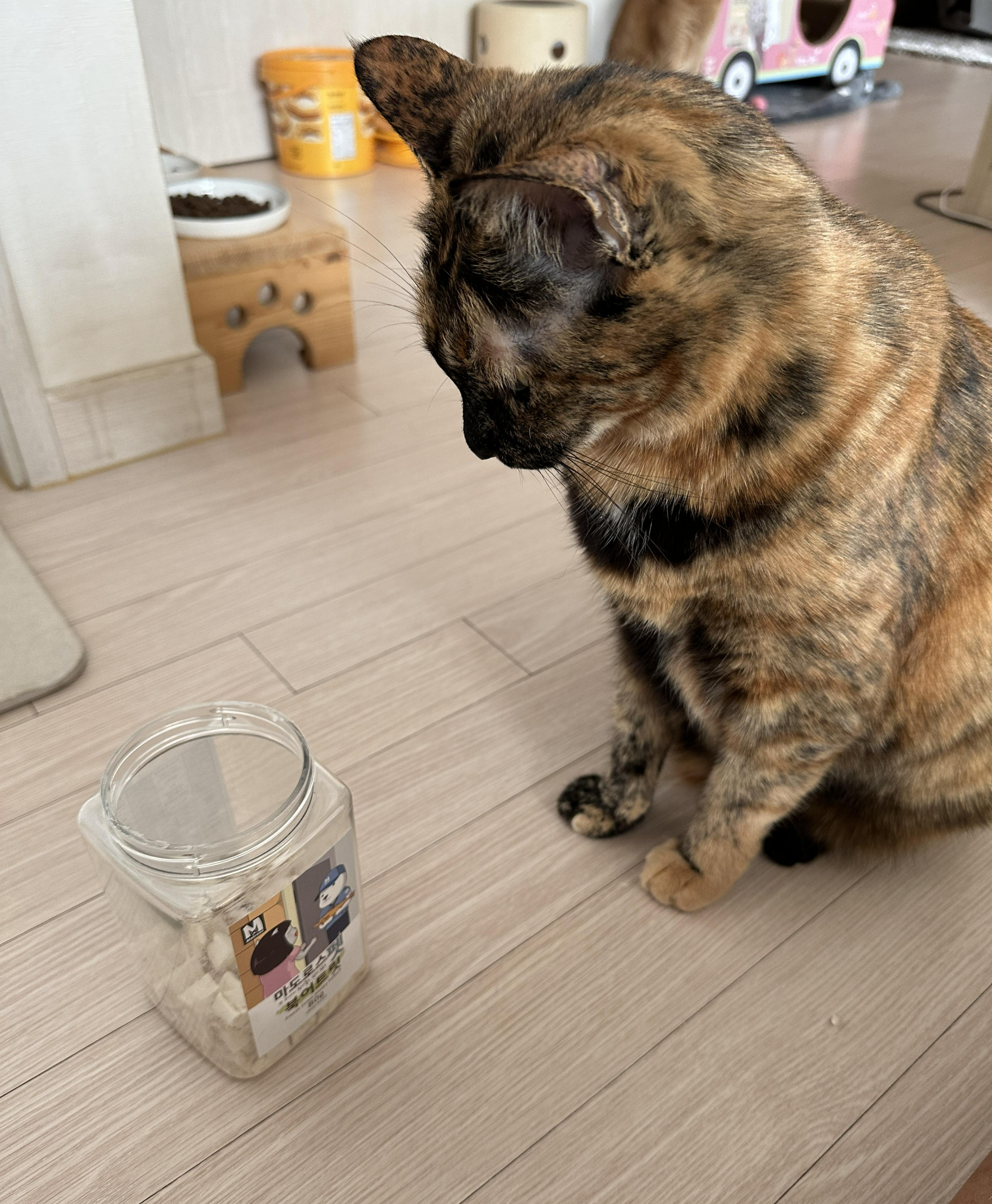 간식앞에서 기다릴줄 아는 '기다려'하는 고양이 사랑이 (feat.건이랑 막둥이)