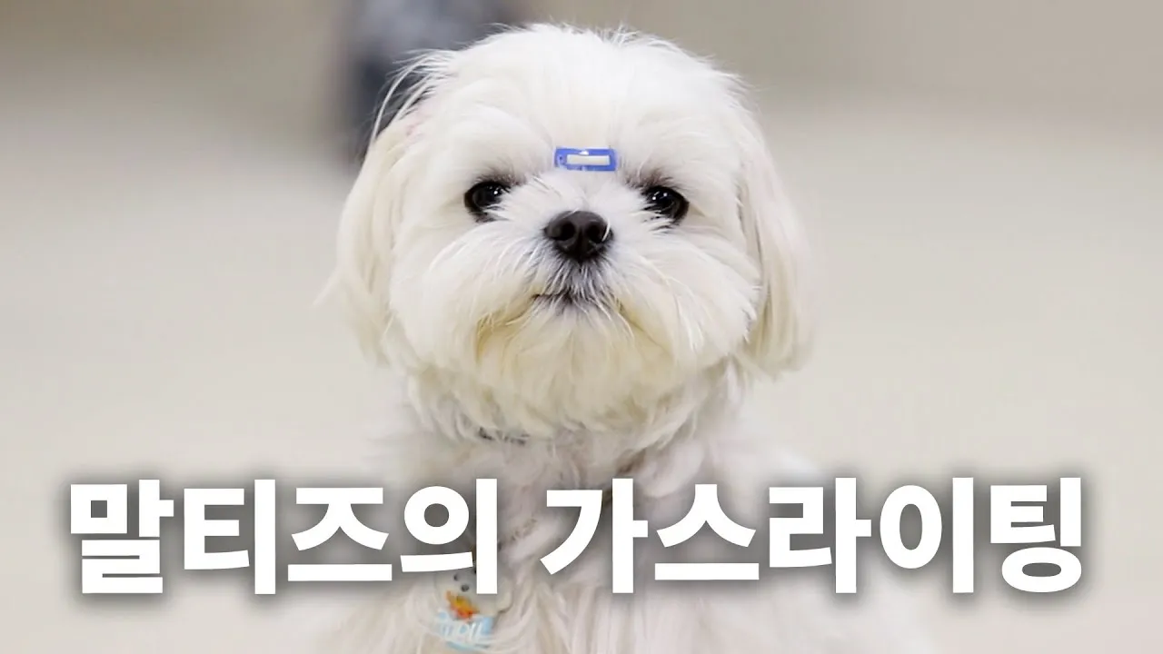 말티즈 성격 분양 가격 수명 장점 단점_3