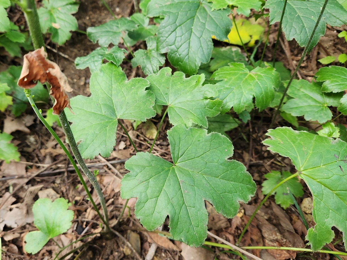 개승마