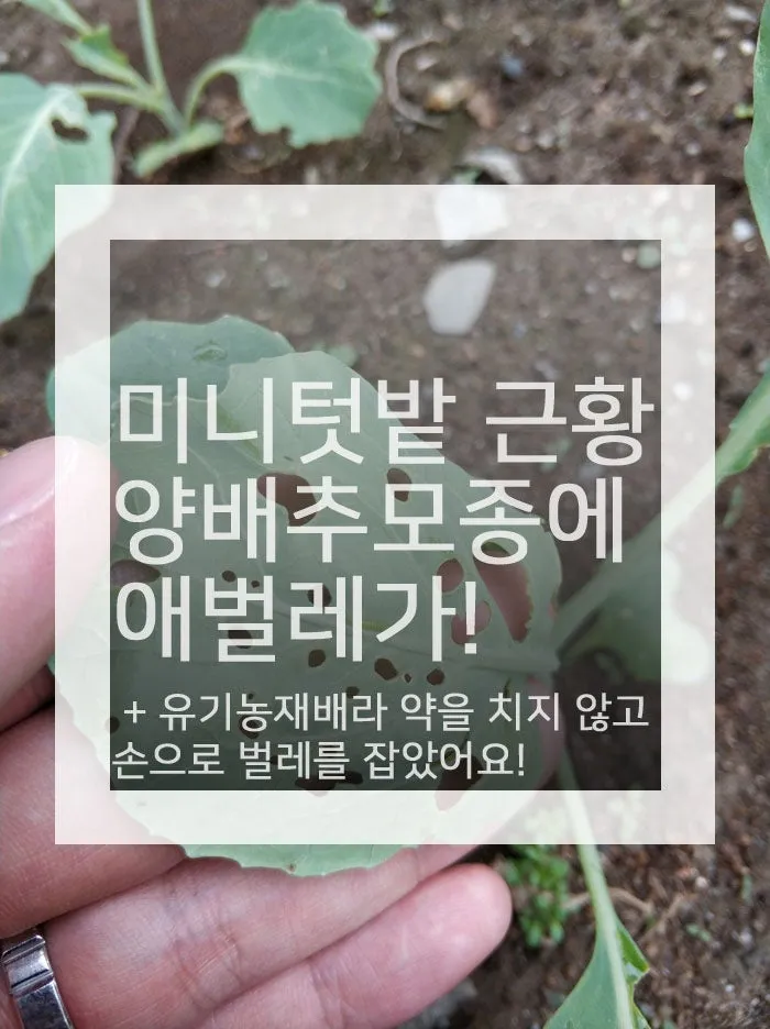 텃밭 해충 대처 진딧물 총채벌레 응애 노린재 방제_1
