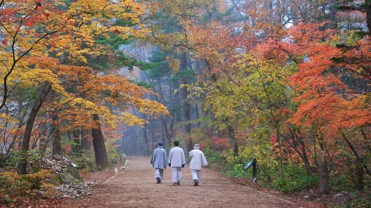 오대산 가을단풍