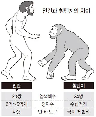그림 출처 : 한겨례, 인간·침팬지, 짝짓기 차이로 달라졌다?
