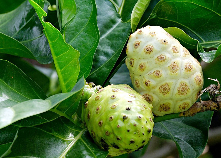 노니-섭취-시-부작용