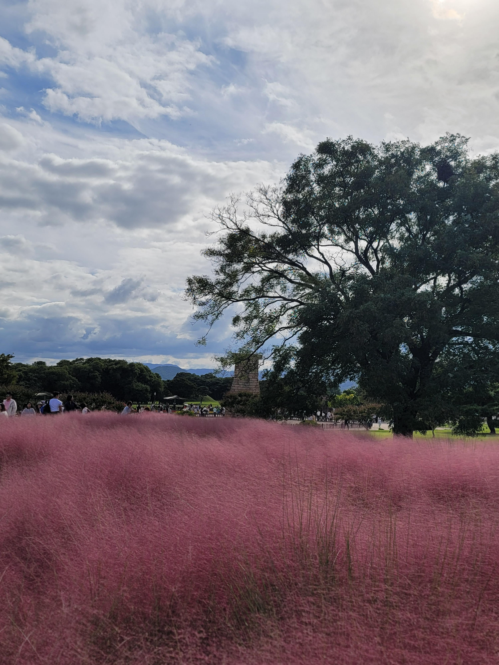 경주 첨성대 핑크뮬리