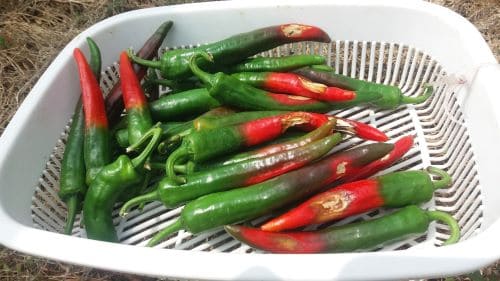 고추-탄저병-증상-발병원인-방제-방법