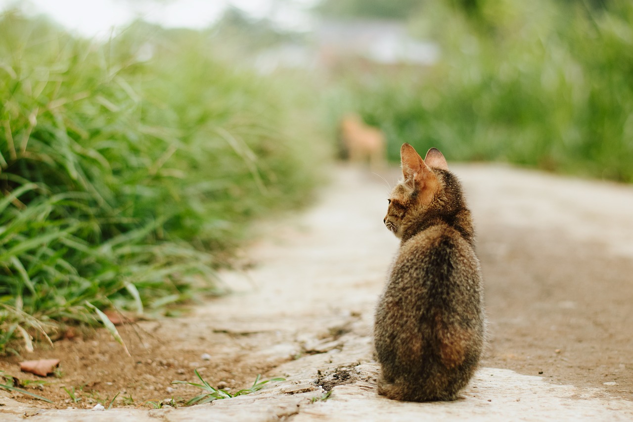 길고양이 피해 사례, 민원 신고 방법, 밥 주면 되나 안 되나?
