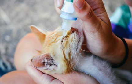 안약을 넣고 있는 고양이.