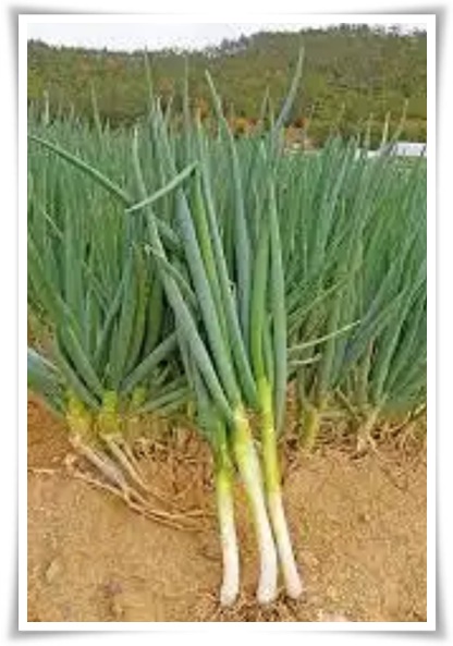 텃밭 "7월에 심기 좋은 작물" 가을 수확을 기대하는 황금 작물!