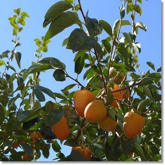 잘 익은 장두감