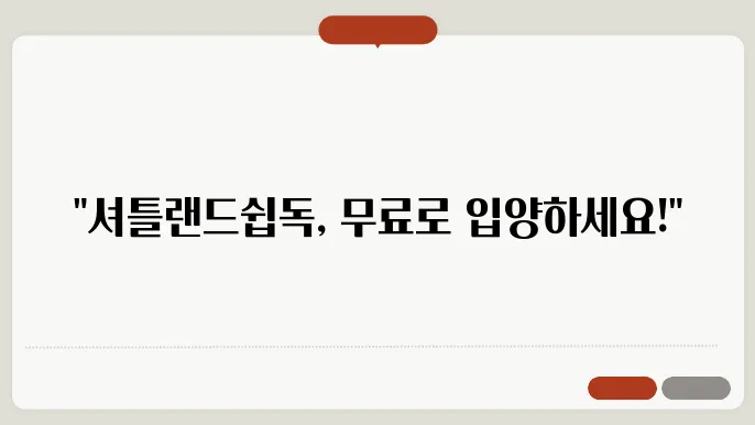 셔틀랜드쉽독 무료분양 알아보기