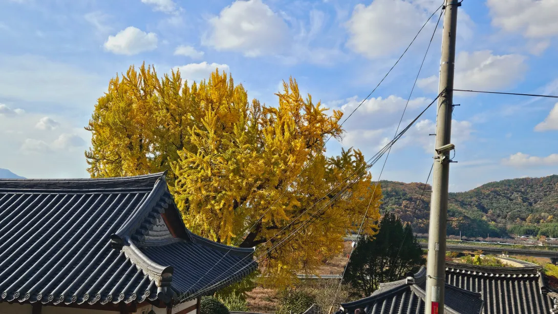 밀양 금시당 은행나무