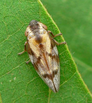 벌레 나오는 꿈