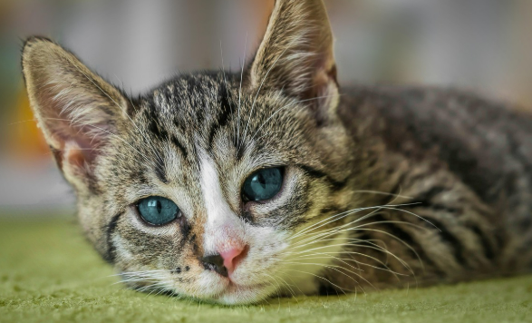 경기 지역 고양이 장난감 매장 총정리