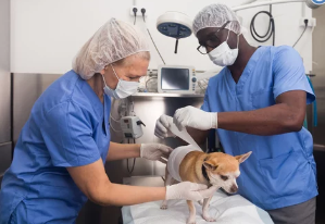강아지 중성화 수술/출처:어도비스톡