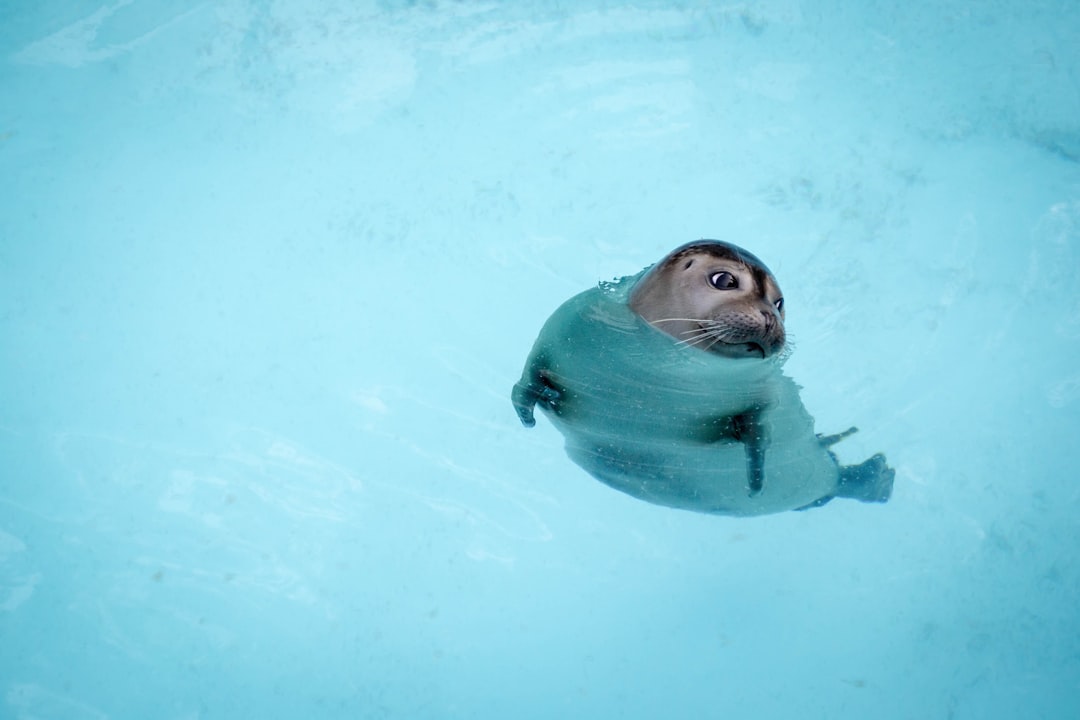seal