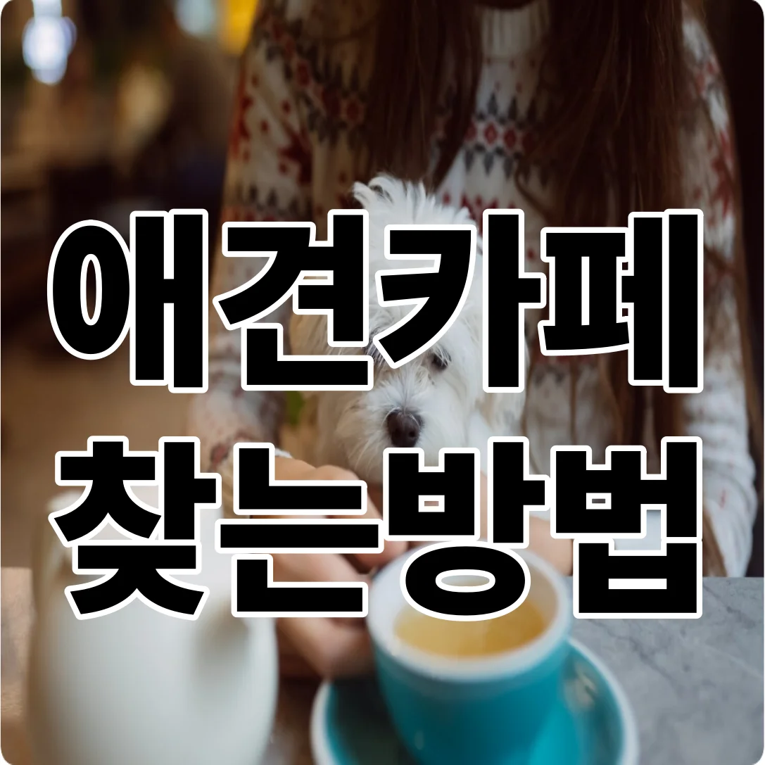 애견카페 찾는방법